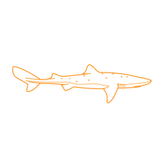 Animals Sharks Spiny Dogfish Outline Svg File, Free Vectors File
